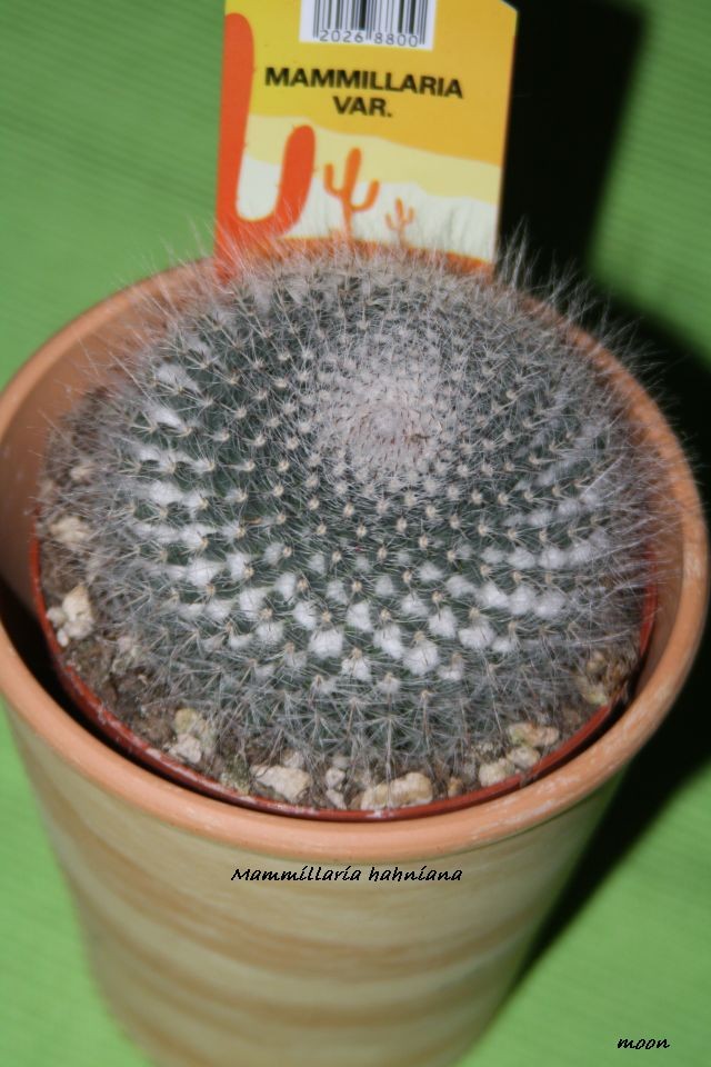 Mammillaria hahniana